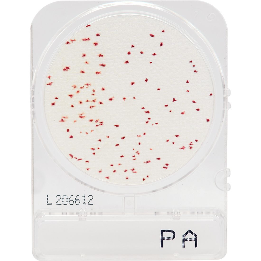 COMPACT DRY PSEUDOMONA AE (4UND PAQ)